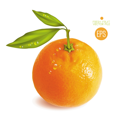 Fresh fruit citrus vector material set 04 fruit fresh citrus   