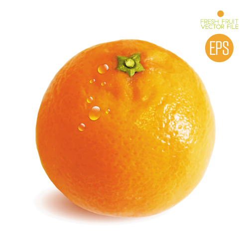 Fresh fruit citrus vector material set 02 fruit fresh citrus   
