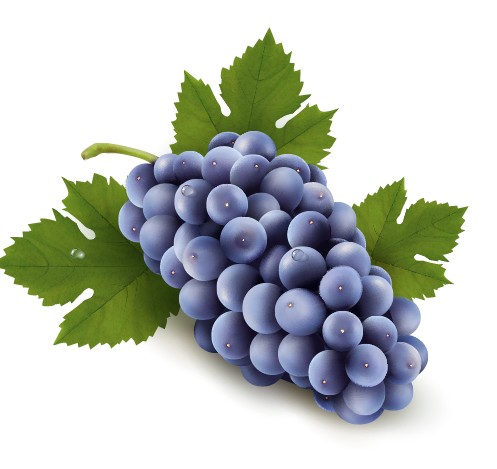 realistic purple grape free vector realistic purple grape   