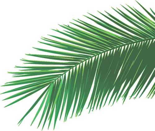 Set of green Palm leaves vector 04 Palm leaves green   