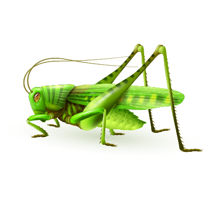Realistic Locust vector design realistic Locust   