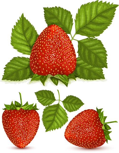 Fresh berry vector 02 fresh Berry   