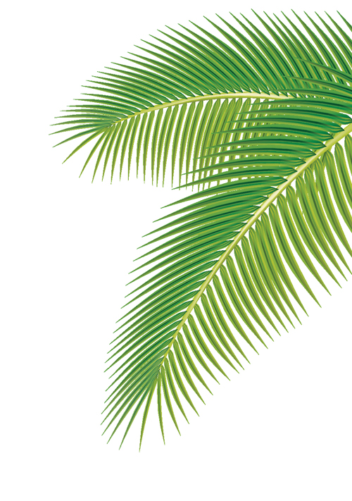 Set of green Palm leaves vector 01 Palm leaves leaves green   
