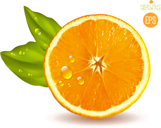 Juicy slice oranges vector set 04 slice oranges juicy   