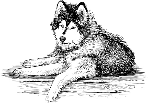 Hand drawn huskies dog vector 03 huskies hand-draw hand drawn dog   