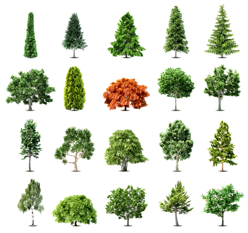 Elements of Various trees vector 01 109723 Various trees elements element   