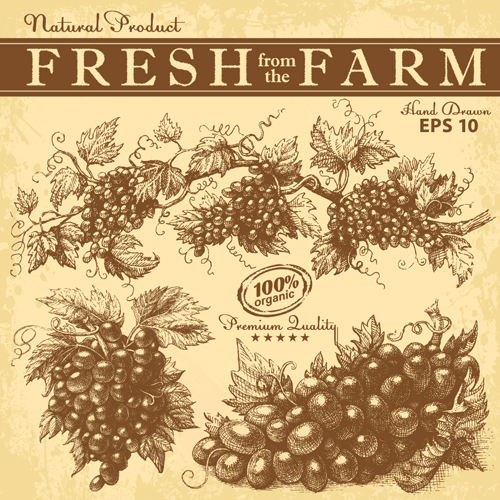 Hand drawn grapes background vintage vector 04 vintage hand grapes background   