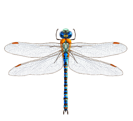 Realistic dragonfly vector material realistic dragonfly   