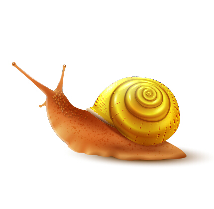 Realistic snails vector design snails realistic   