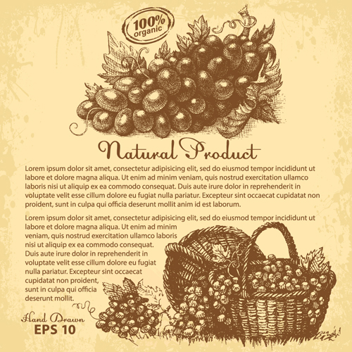 Hand drawn grapes background vintage vector 02 vintage hand grapes background   