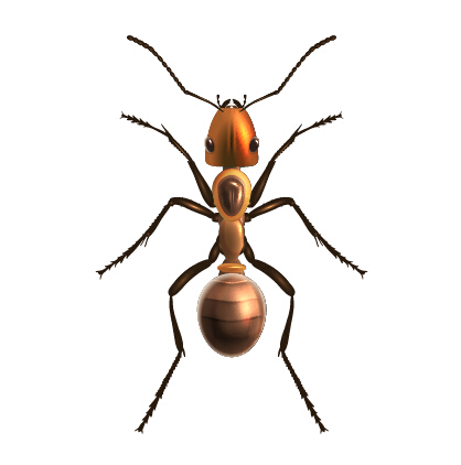 Realistic insect vector design realistic insect   