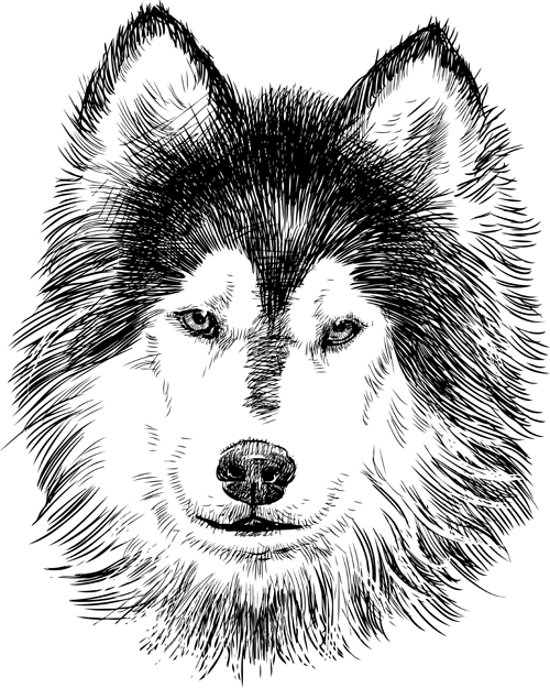 Hand drawn huskies dog vector 02 huskies hand-draw hand drawn   