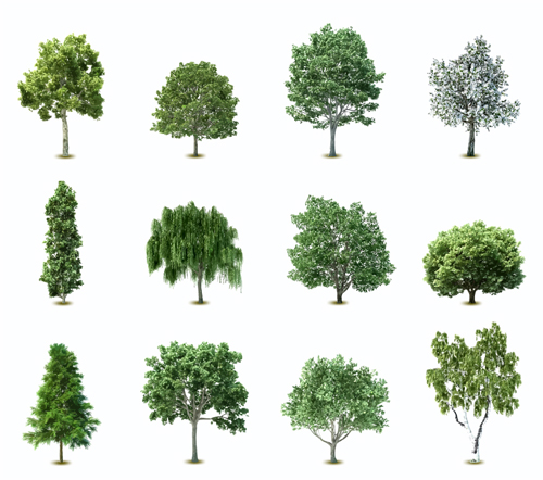 Elements of Various trees vector 01 109729 Various trees   