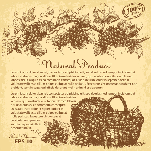 Hand drawn grapes background vintage vector 01 vintage hand grapes background   