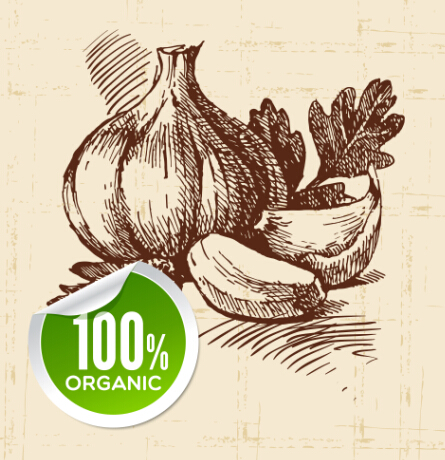 Hand drawn vegetables with organic sticker vector 03 vegetable sticker organic hand drawn   