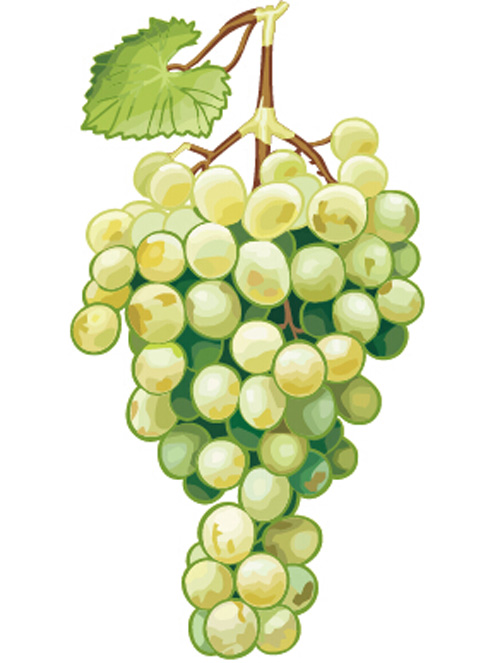 Excellent hand drawn grapes vector graphics 02 hand drawn grapes Excellent   