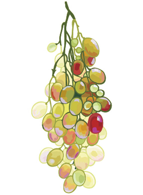 Excellent hand drawn grapes vector graphics 04 hand drawn grapes Excellent   