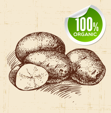 Hand drawn vegetables with organic sticker vector 02 vegetables sticker organic hand drawn   