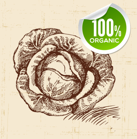 Hand drawn vegetables with organic sticker vector 04 vegetables sticker organic hand drawn   