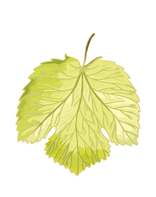 Simple grapes leaf design vector 01 simple leaf grapes   