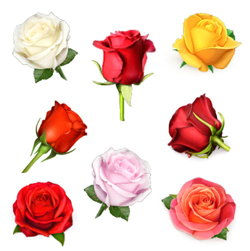 Colored roses design vectors roses design colored   