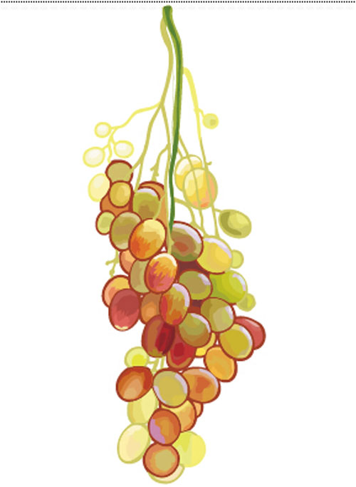 Excellent hand drawn grapes vector graphics 01 hand drawn grapes Excellent   