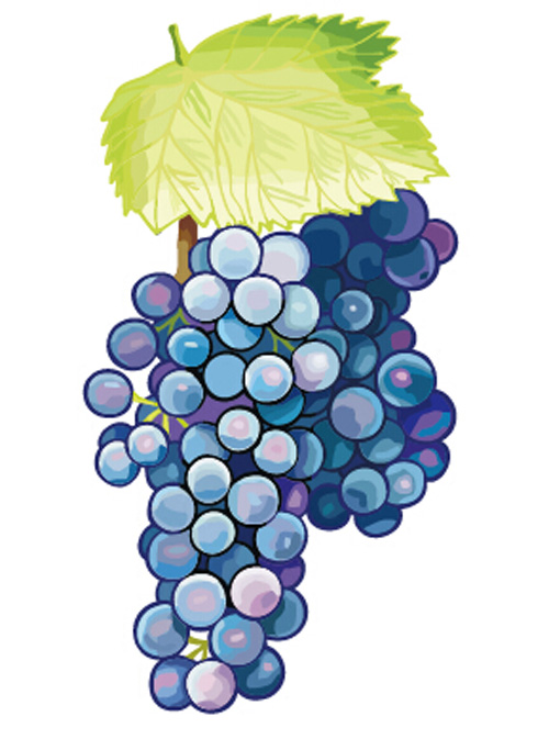 Excellent hand drawn grapes vector graphics 03 hand drawn grapes Excellent   