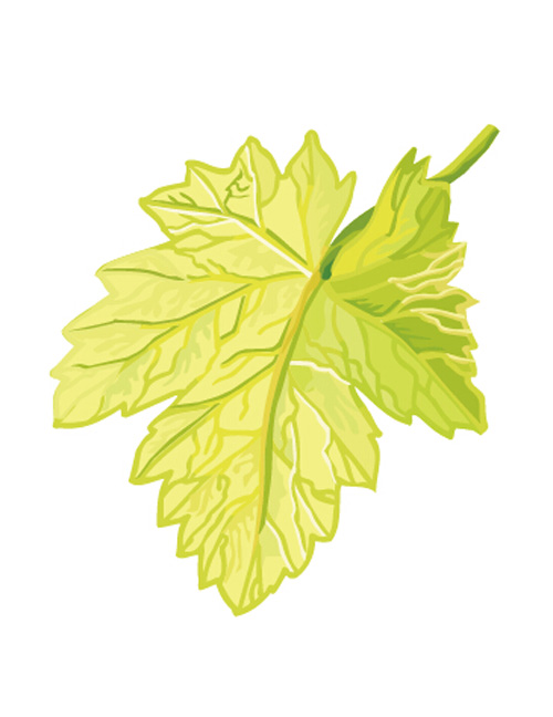 Simple grapes leaf design vector 02 simple leaf grapes   