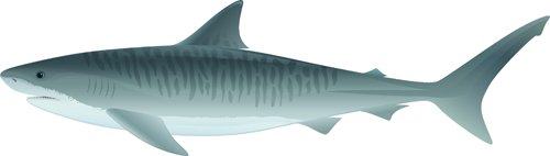 Realistic shark vector material shark realistic   