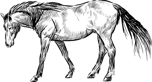 Draw horses vector 03 horses horse draw design   