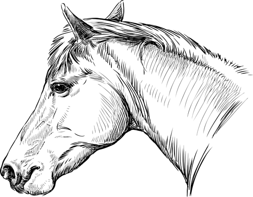 Draw horses vector 02 horses horse draw   