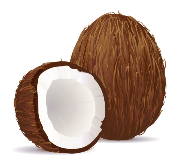 Coconut design elements vector graphic 02 elements element coconut   