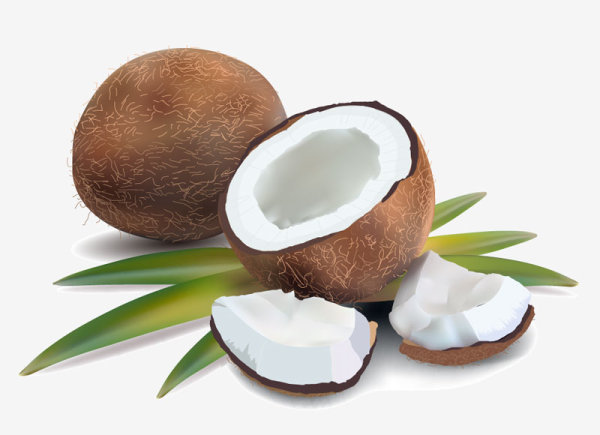 Coconut design elements vector graphic 03 elements element coconut   