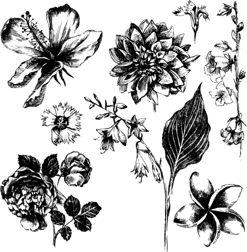 Different flowers hand drawn vector 30444 hand flowers drawn different   