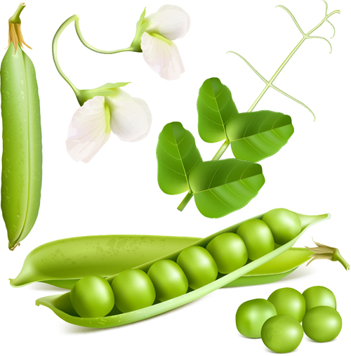 Fresh peas vector graphics 01 Peas fresh   