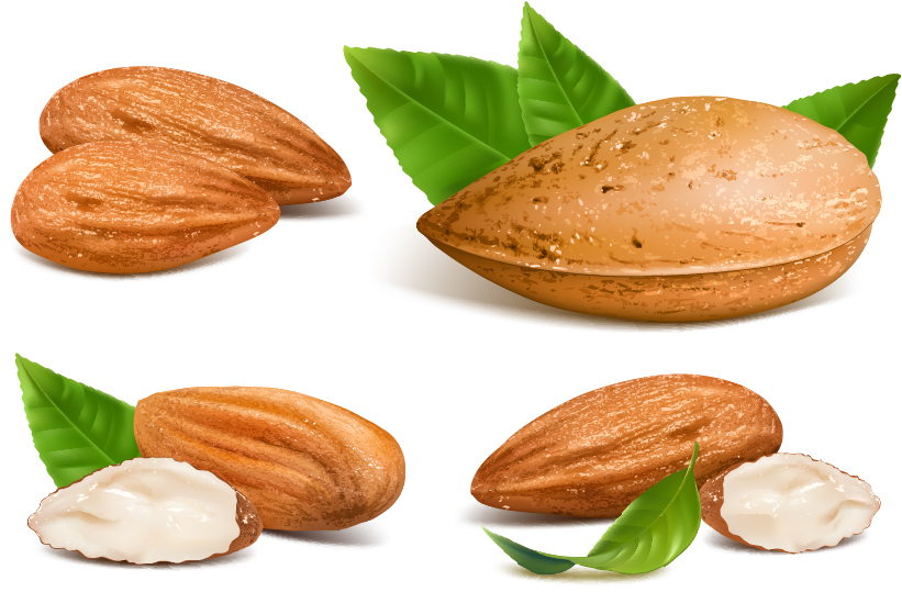 Shiny nuts design vectors 04 shiny nuts   