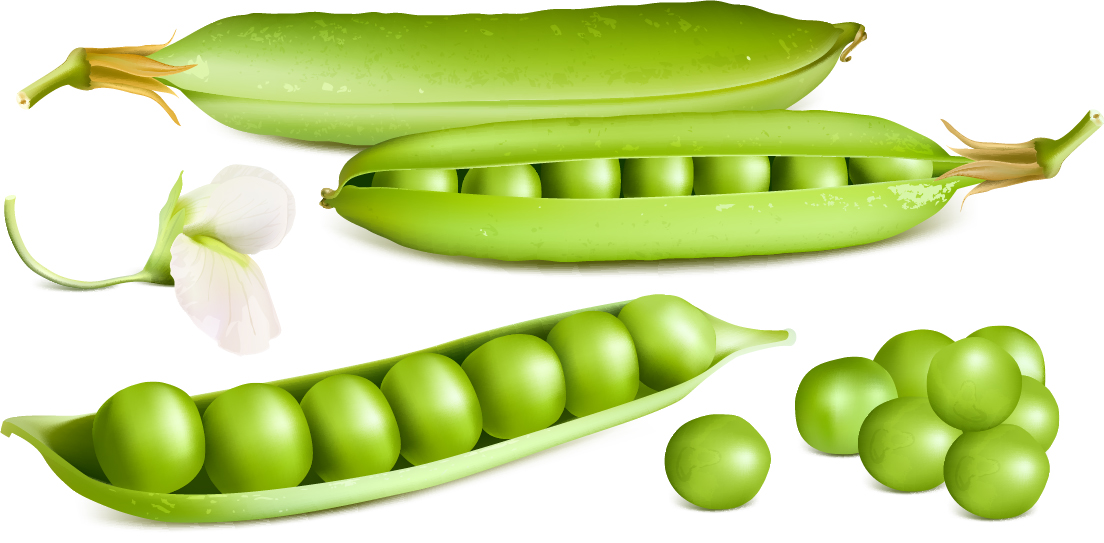 Fresh peas vector graphics 02 Peas fresh   