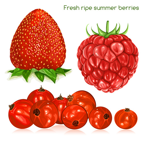 Fresh ripe summer berries shiny vector 01 summer shiny fresh berries   