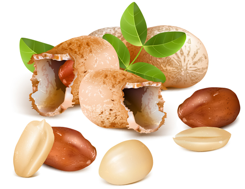 Shiny nuts design vectors 02 shiny nuts   