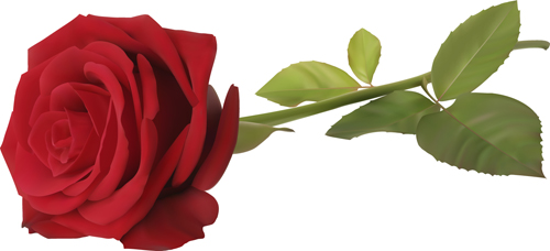 Red rose illustration vector 05 rose red illustration   