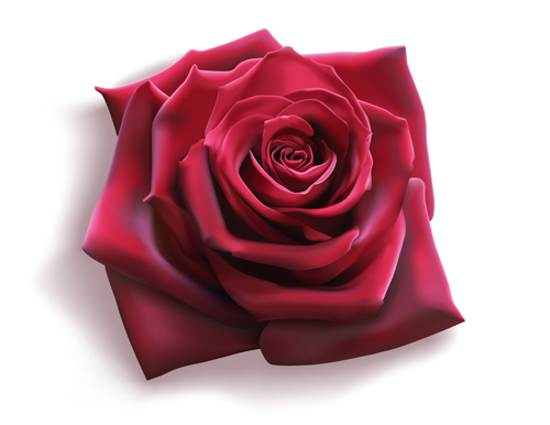 Red rose illustration vector 03 rose red illustration   