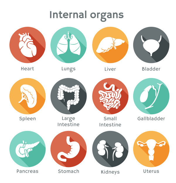 Different internal organs vector icons Vector Icon organs Internal Organs different   