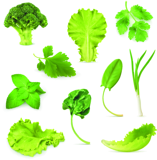 Different green vegetables vector material vegetables green different   