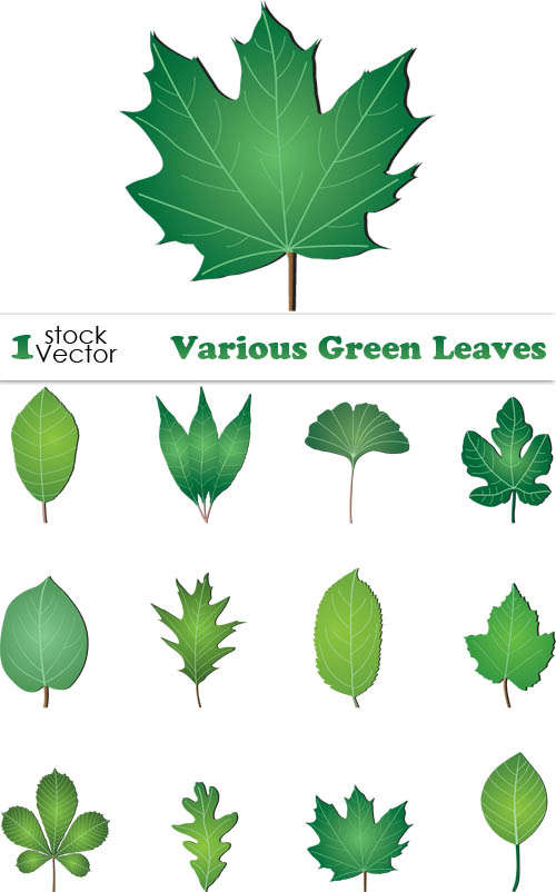 free vector Green Leaves Collection leaves green   