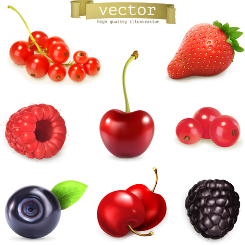 Various juicy fruits illustration vector Various juicy fruits   