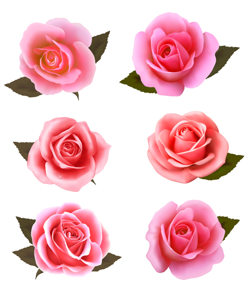 Realistic pink roses vector material roses realistic pink   