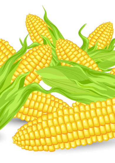 Realistic corn design vector realistic corn   