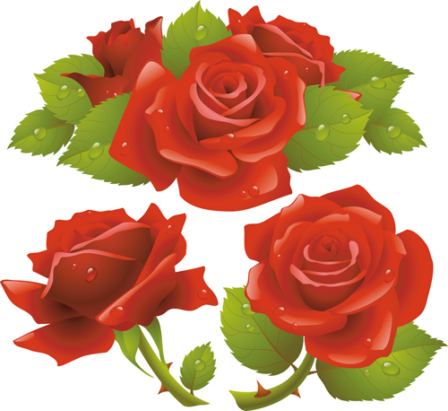 Red rose illustration vector 02 rose red illustration   