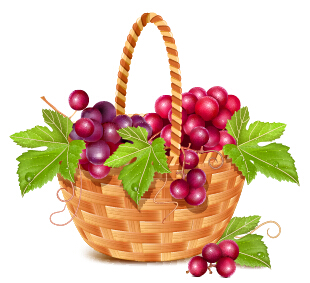 Basket and grapes design vector grapes basket   