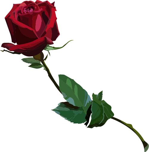 Red rose realitic vector 04 rose red realitic   